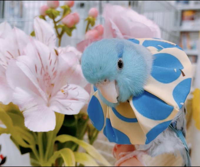 Elizabethan collar, small bird