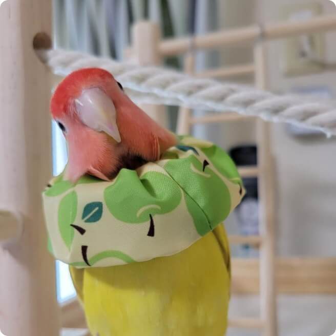 トリザベスカラーをつけたインコ